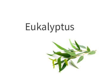 Duftbild Eukalyptus